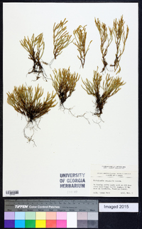 Selaginella arenicola image