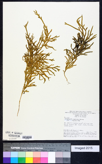 Selaginella asprella image