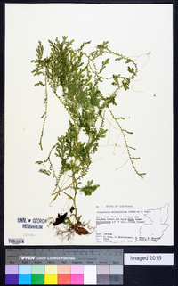 Selaginella delicatissima image