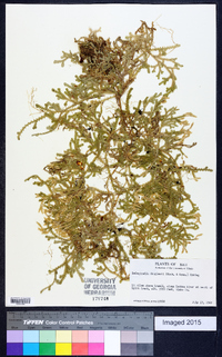 Selaginella douglasii image