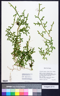 Selaginella douglasii image