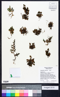 Selaginella hansenii image