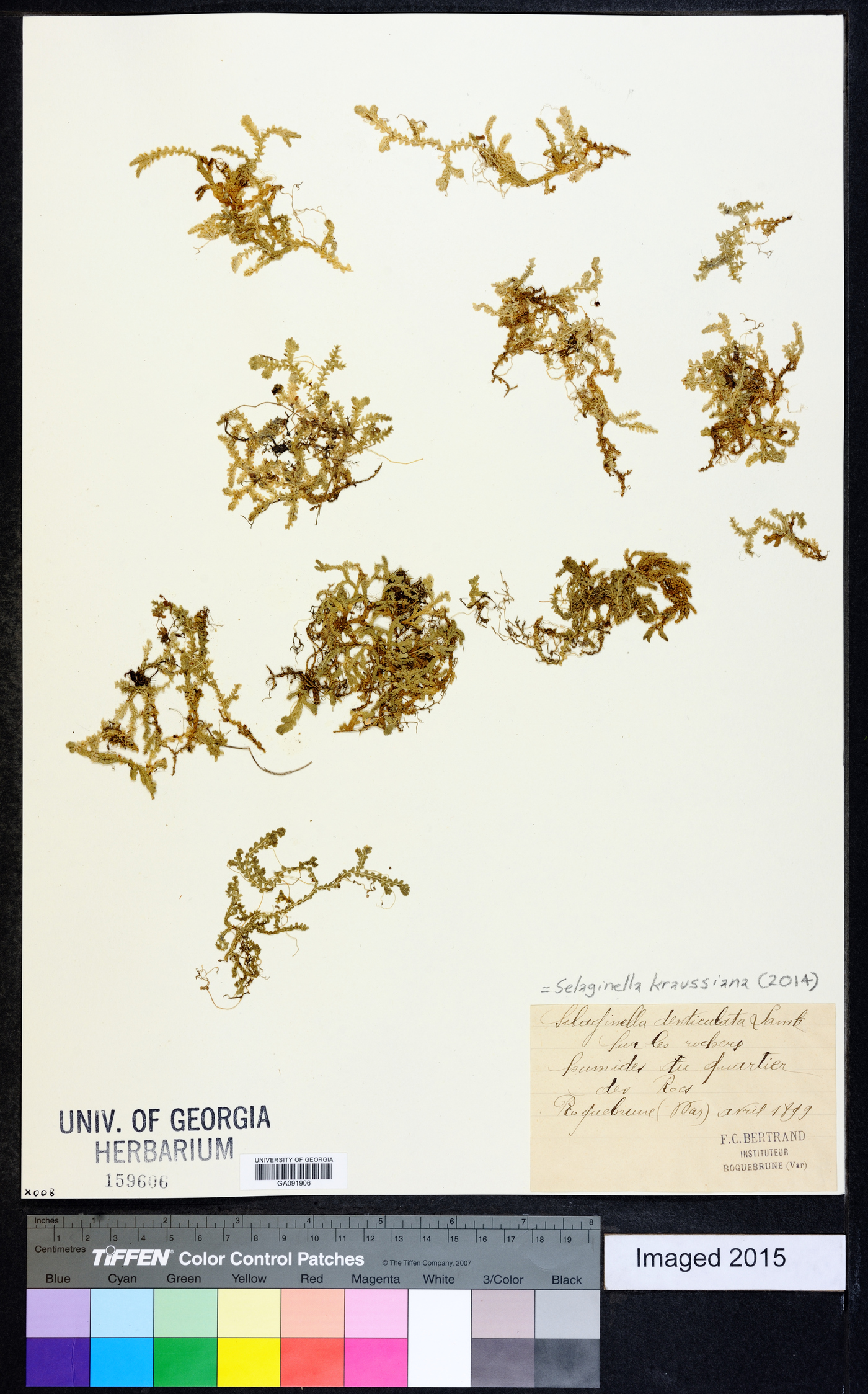 Selaginella kraussiana image