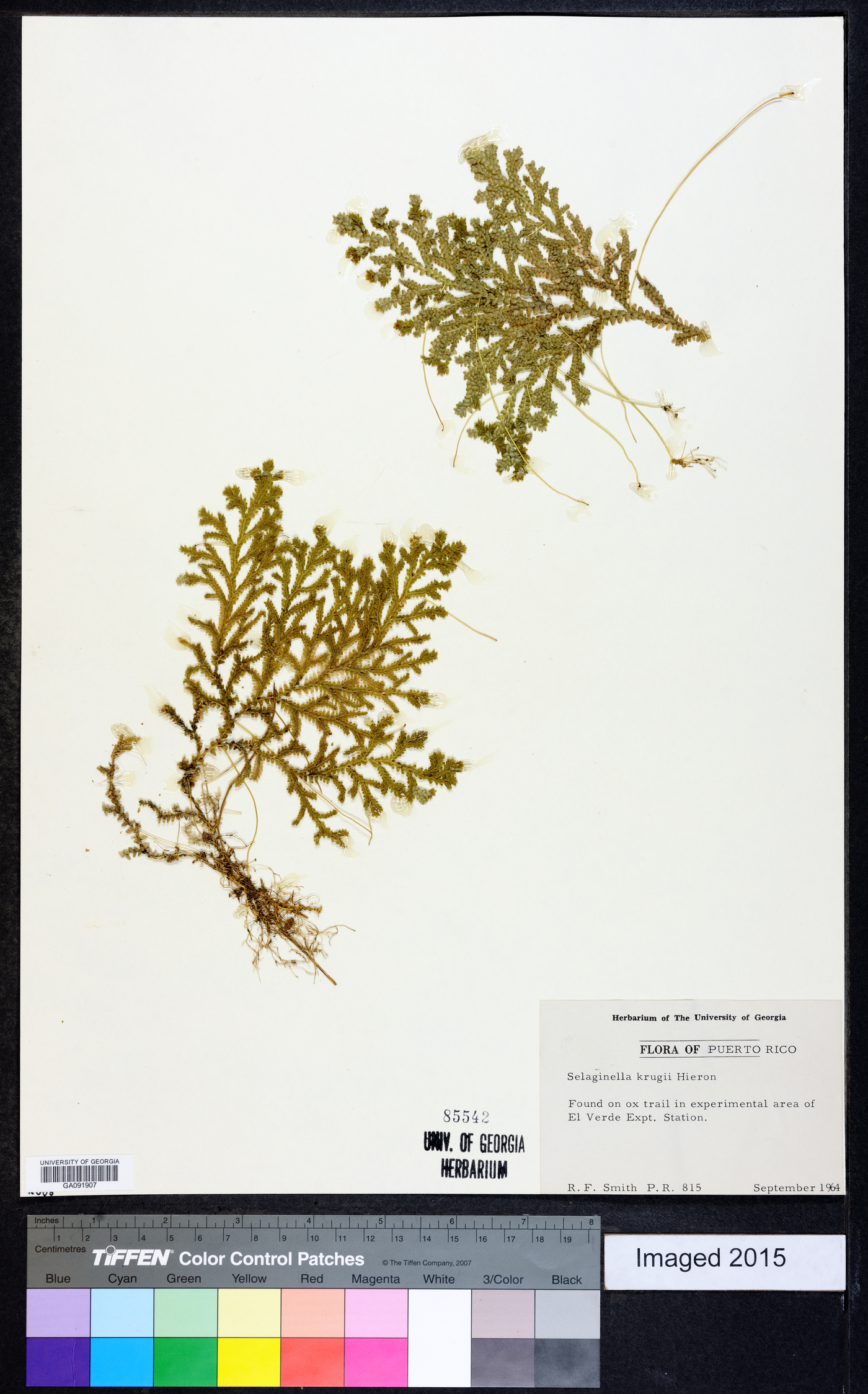 Selaginella krugii image