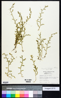 Selaginella ludoviciana image