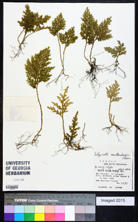 Selaginella moellendorffii image