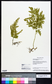 Selaginella moellendorffii image