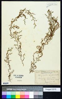 Selaginella oregana image