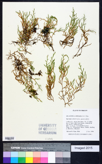 Selaginella oregana image