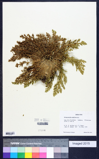 Selaginella pallescens image