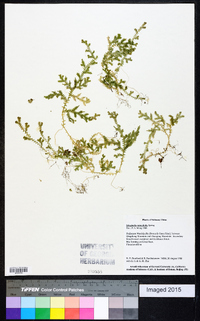 Selaginella remotifolia image