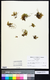 Selaginella rupestris image