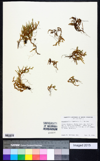 Selaginella rupestris image