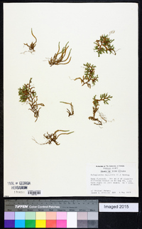 Selaginella rupestris image