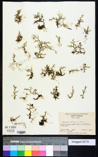 Selaginella rupestris image