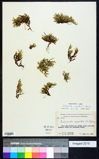 Selaginella rupestris image