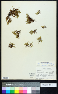 Selaginella rupestris image