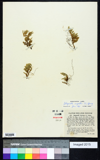 Selaginella rupestris image