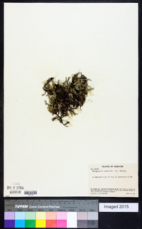 Selaginella rupestris image