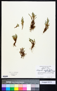 Selaginella rupincola image