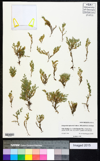 Selaginella rupincola image