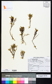 Selaginella tortipila image