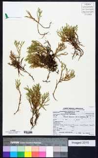 Selaginella tortipila image