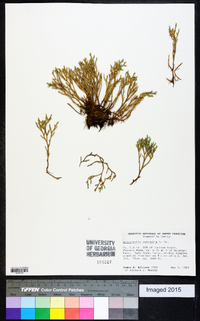 Selaginella tortipila image