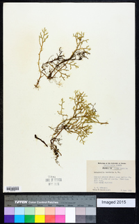 Selaginella tortipila image