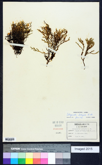 Selaginella tortipila image