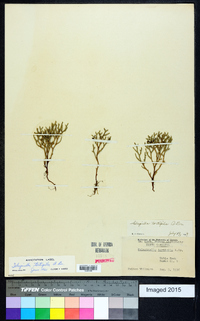 Selaginella tortipila image