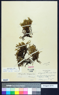 Selaginella tortipila image