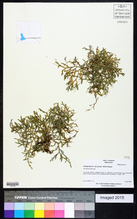 Selaginella wallacei image