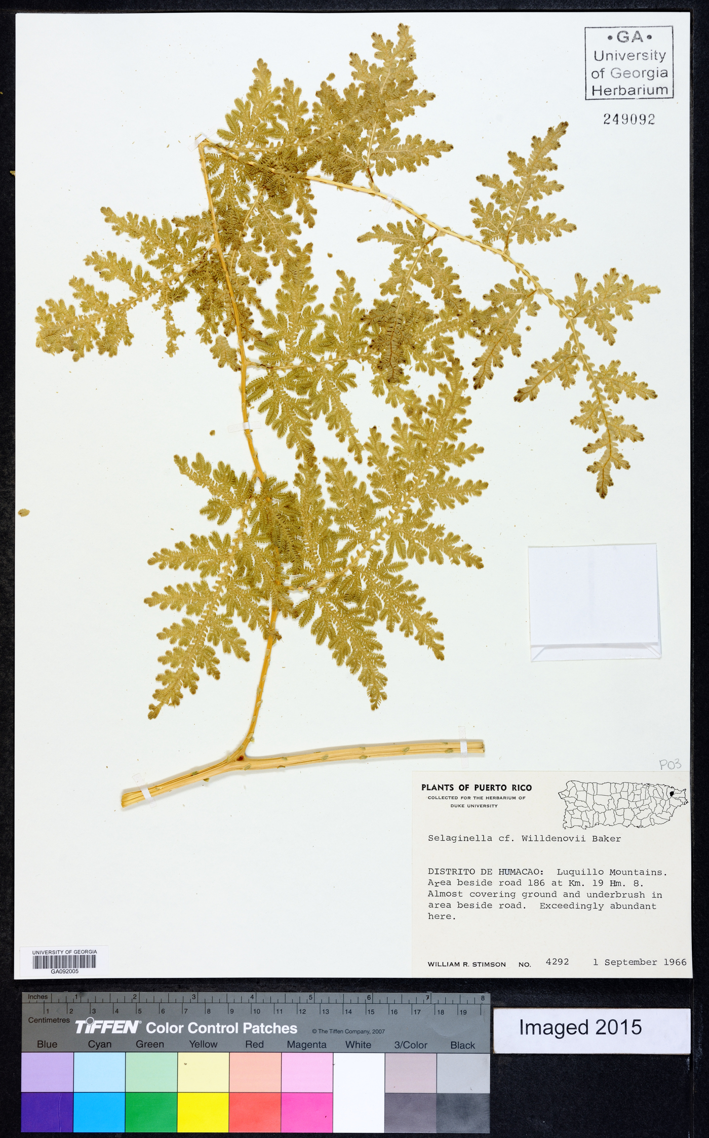 Selaginella willdenowii image