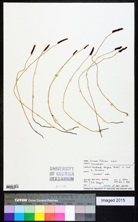 Schizaea fistulosa image