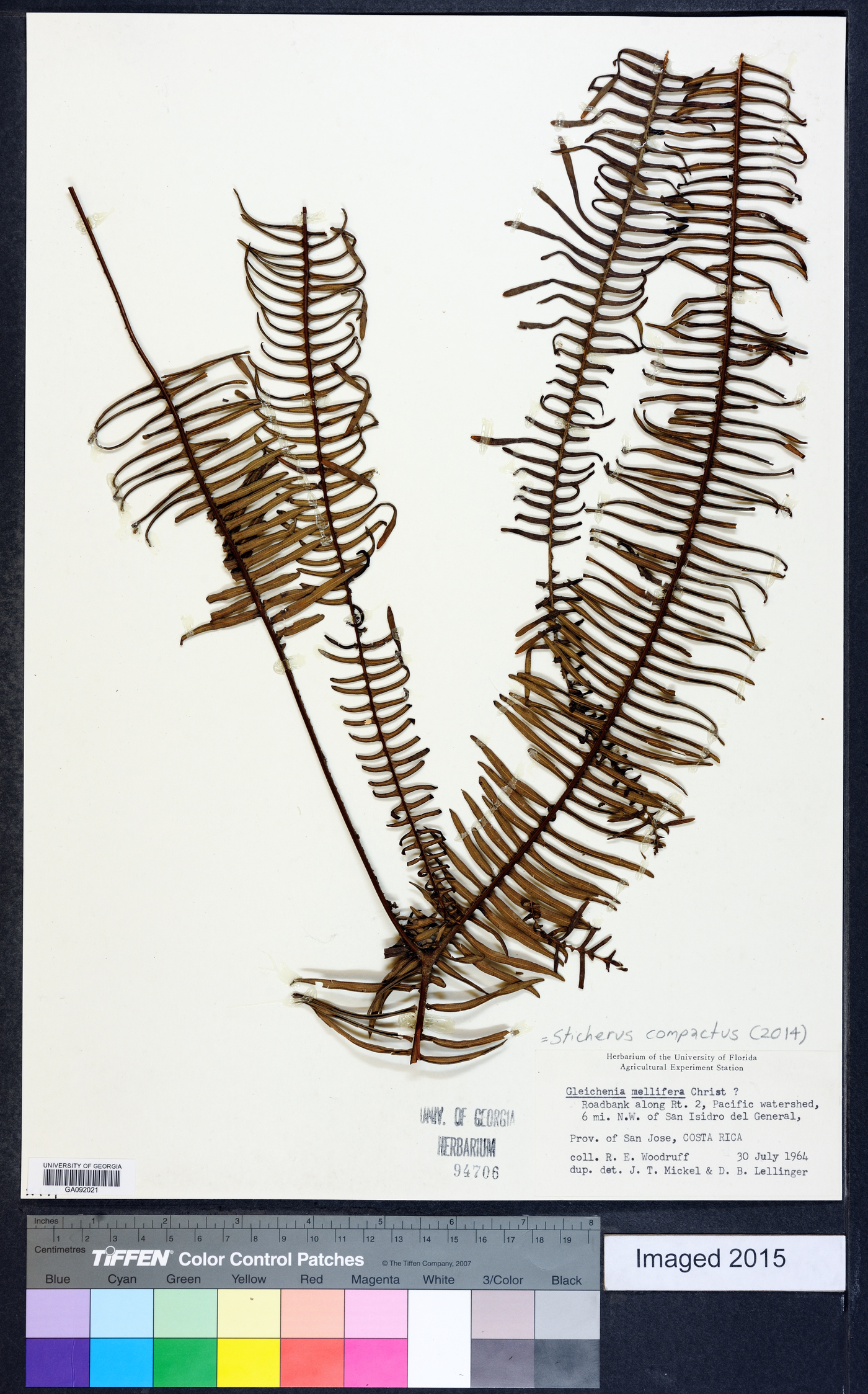 Sticherus compactus image