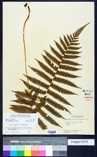 Thelypteris hispidula image