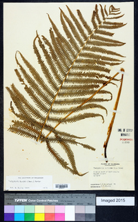 Thelypteris kunthii image