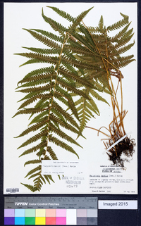 Thelypteris kunthii image