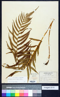 Thelypteris kunthii image