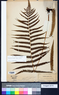 Thelypteris kunthii image