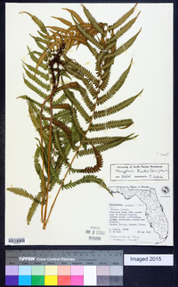 Thelypteris kunthii image