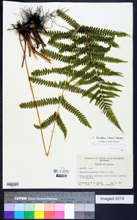 Thelypteris kunthii image