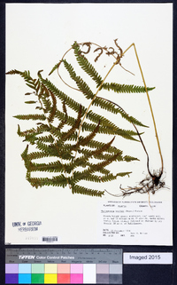 Thelypteris kunthii image