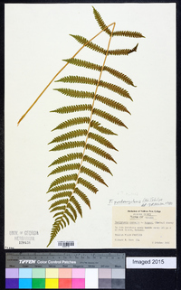 Thelypteris kunthii image