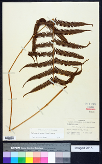 Thelypteris kunthii image