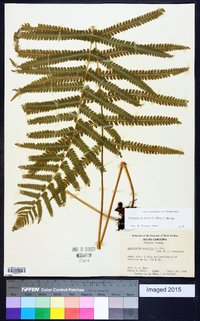 Thelypteris kunthii image