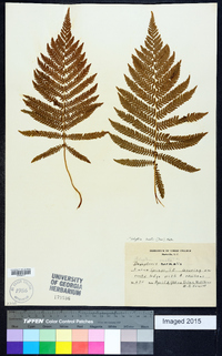 Thelypteris kunthii image