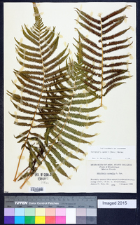 Thelypteris kunthii image