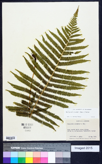 Thelypteris kunthii image